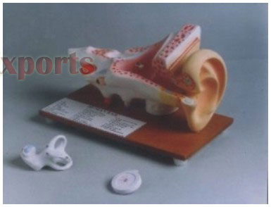 HUMAN EAR